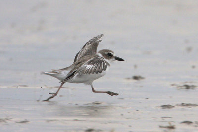 Wilson's Plover