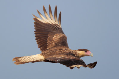 Crested Caracara