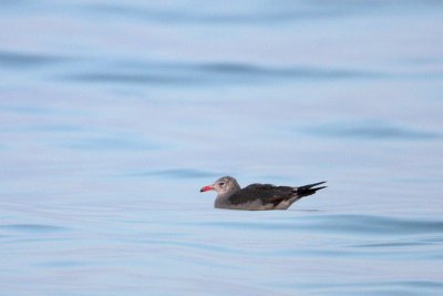 Heermann's Gull