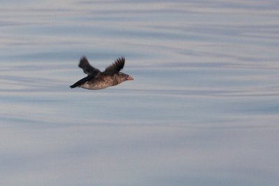 Rhinoceros Auklet