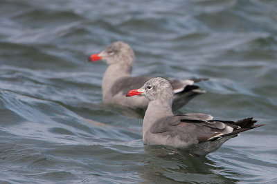 Heermann's Gull