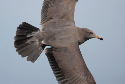 Heermann's Gull