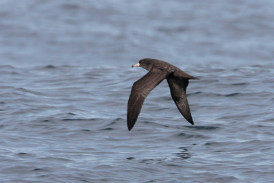 Flesh-footed Shearwater