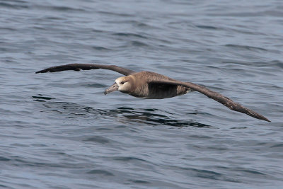 Black-footed Albatross