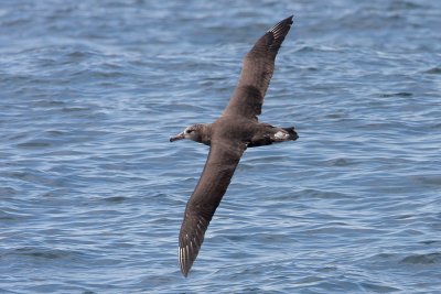 Black-footed Albatross