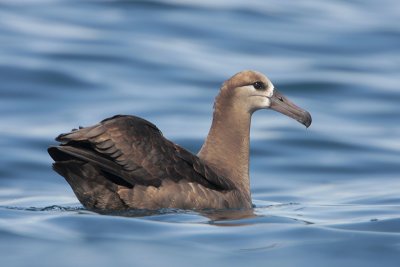 Black-footed Albatross