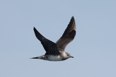 Long-tailed Jaeger