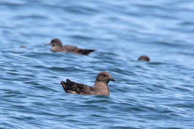 South Polar Skua