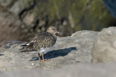 Black Turnstone