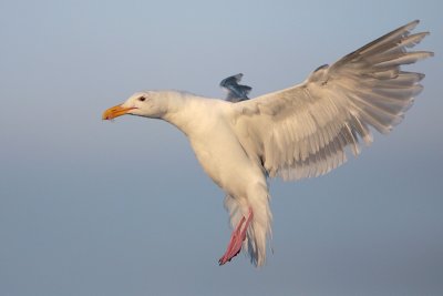 Glaucous-winged Gull