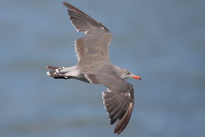 Heermann's Gull