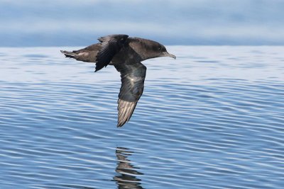 Sooty Shearwater