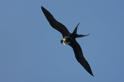 Magnificent Frigatebird