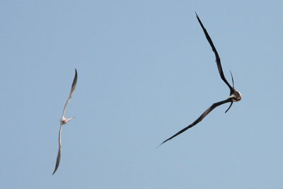 Magnificent Frigatebird and Royal Tern
