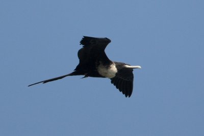 Magnificent Frigatebird