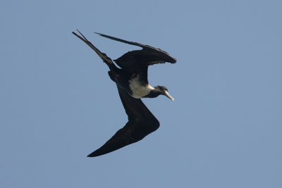 Magnificent Frigatebird