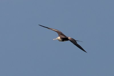 Magnificent Frigatebird