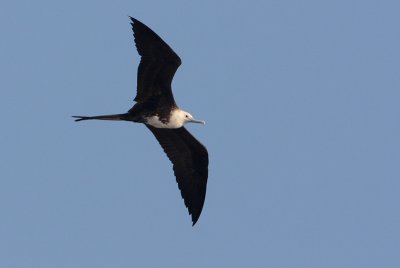 Magnificent Frigatebird