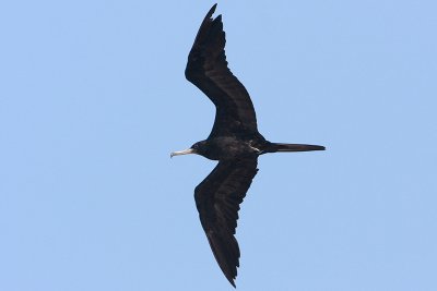 Magnificent Frigatebird