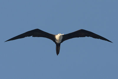 Magnificent Frigatebird