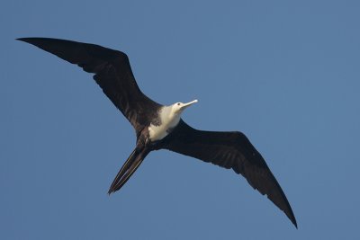 Magnificent Frigatebird