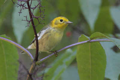 Hermit Warbler