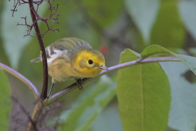 Hermit Warbler