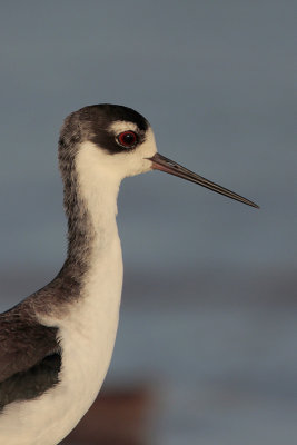 Black-necked Stilt