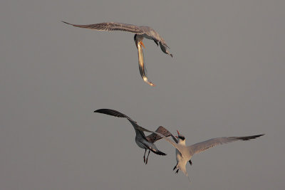 Royal Terns and Laughing Gull fighting over a fish