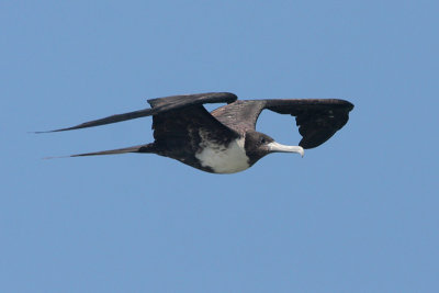 Magnificent Frigatebird