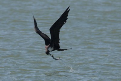 Magnificent Frigatebird