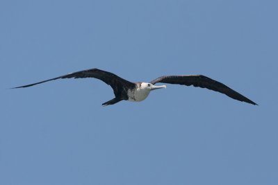 Magnificent Frigatebird