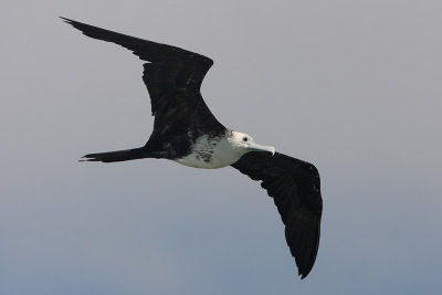 Magnificent Frigatebird