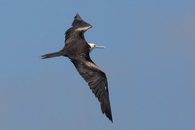 Magnificent Frigatebird