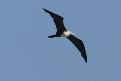 Magnificent Frigatebird