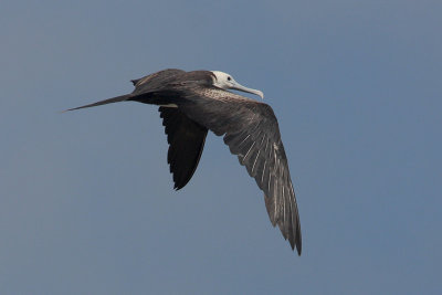 Magnificent Frigatebird