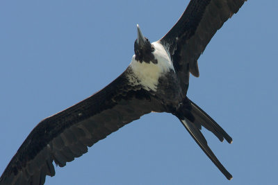 Magnificent Frigatebird