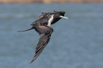 Magnificent Frigatebird