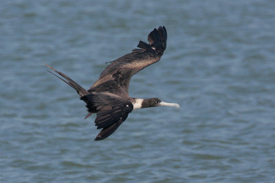 Magnificent Frigatebird