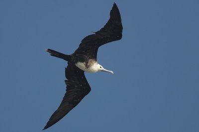 Magnificent Frigatebird