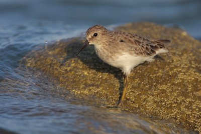 Least Sandpiper