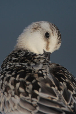 Sanderling