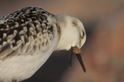 Sanderling casting a pellet