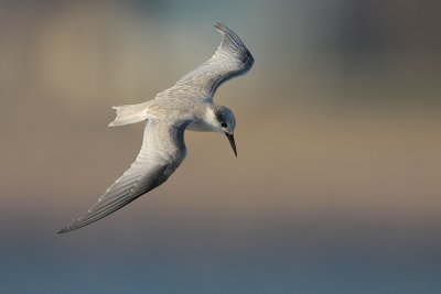 Least Tern