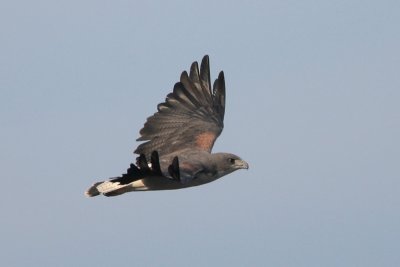 White-tailed Hawk