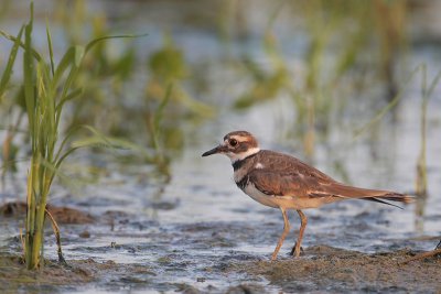 Killdeer