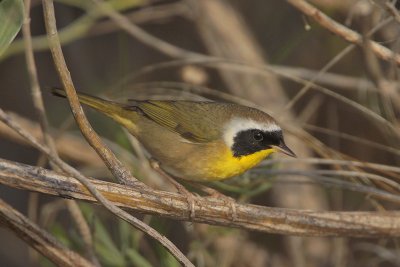 Common Yellowthroat