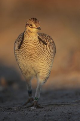 Greater Prairie Chicken (Attwater's)