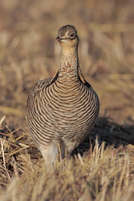 Greater Prairie Chicken (Attwater's)