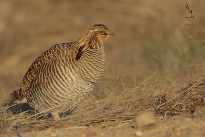 Greater Prairie Chicken (Attwater's)